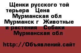 Щенки русского той-терьера › Цена ­ 10 000 - Мурманская обл., Мурманск г. Животные и растения » Собаки   . Мурманская обл.